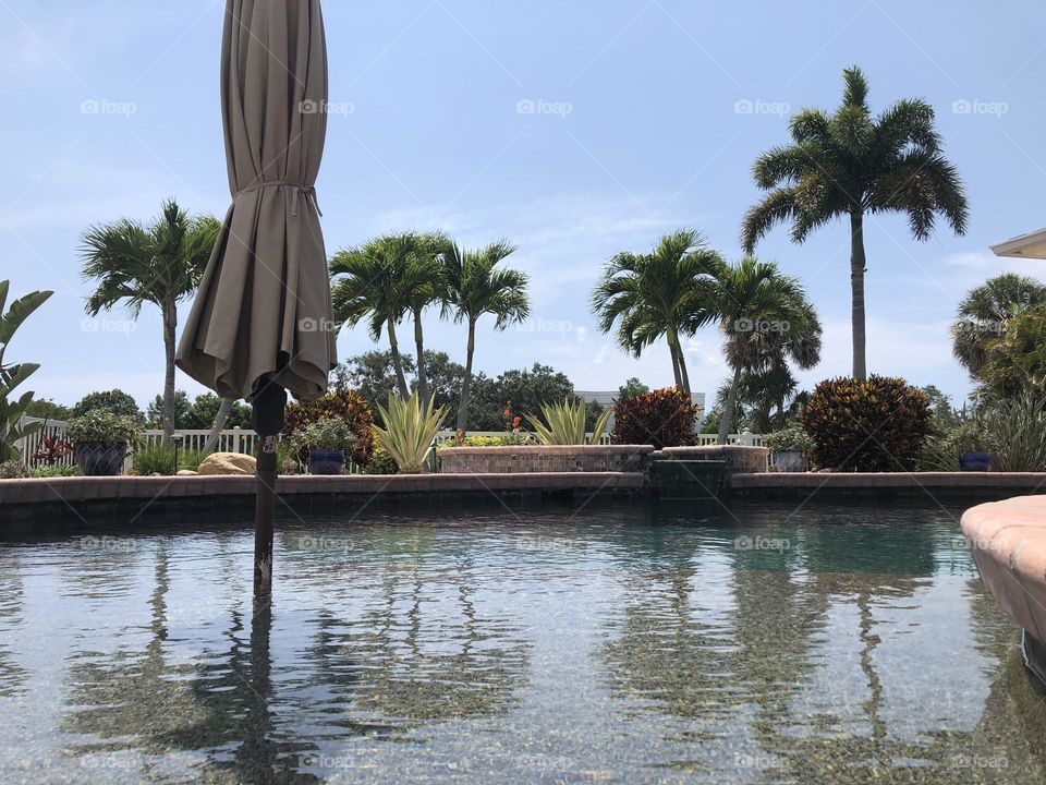 Frog’s view from edge of pool on a cloudless day plants and palm trees in background 