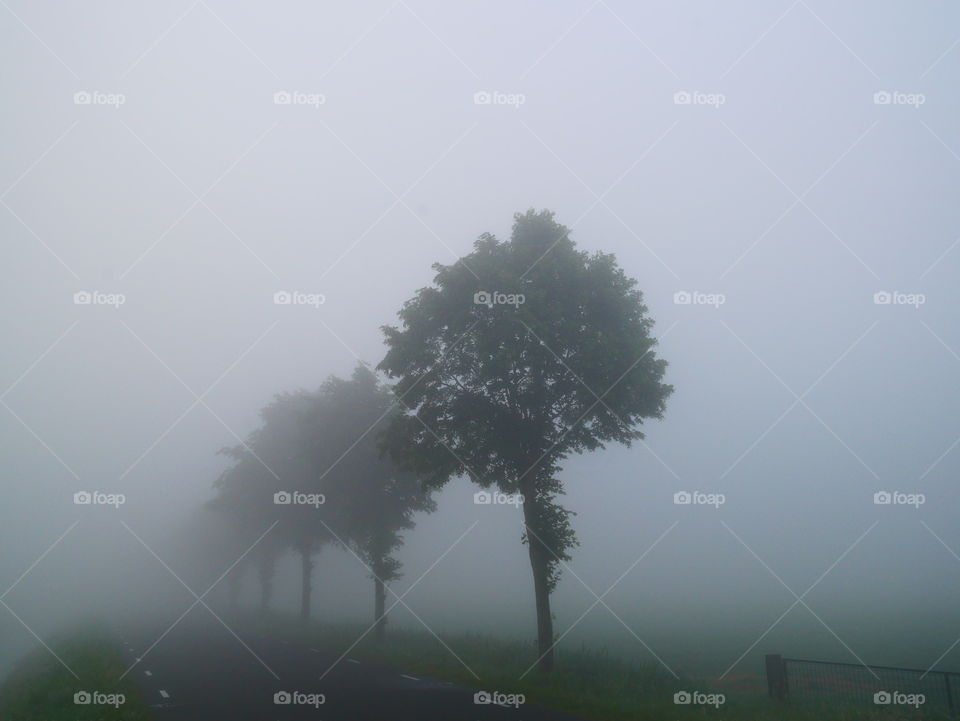 Foggy morning