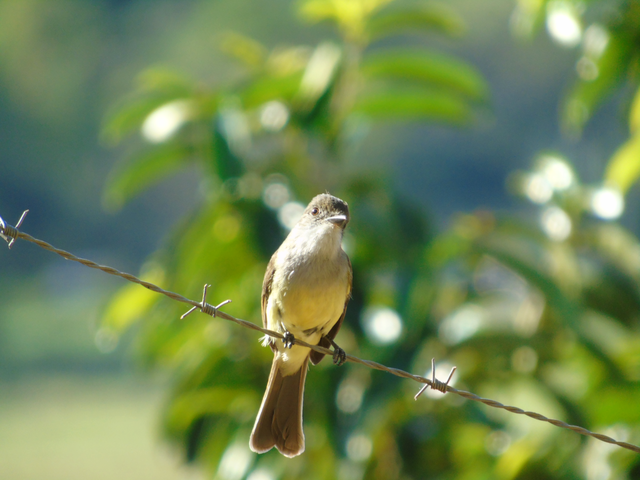 Birds