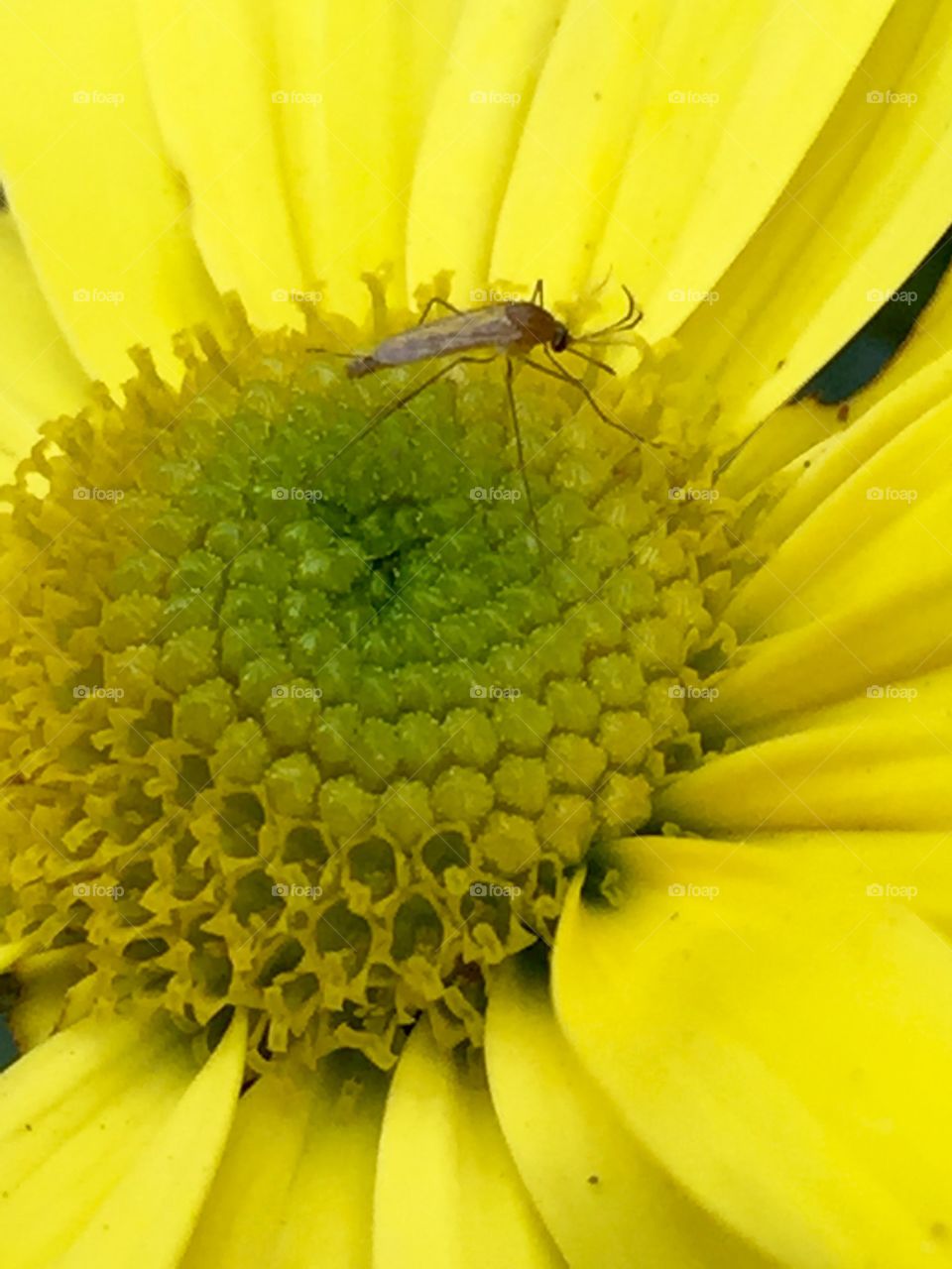 Baby lacewing