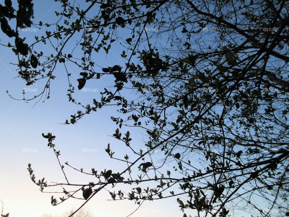 evening sky through trees