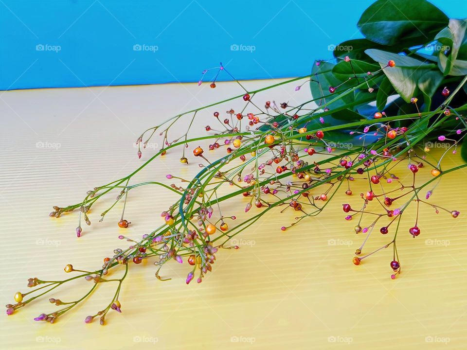 Fame flower, Jewels of opar(Talinum Paniculatum) on yellow and blue background.