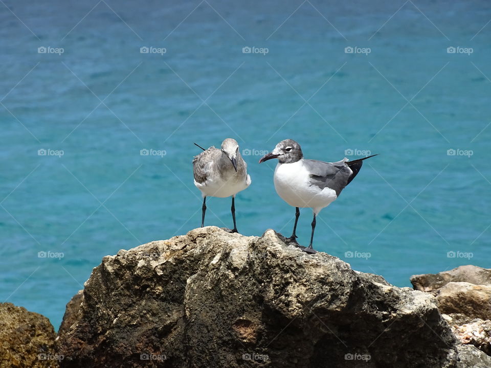 Seagulls on a rock