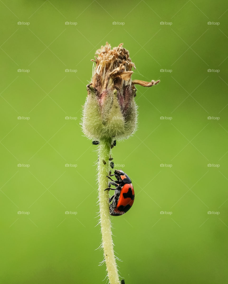 Ladybug