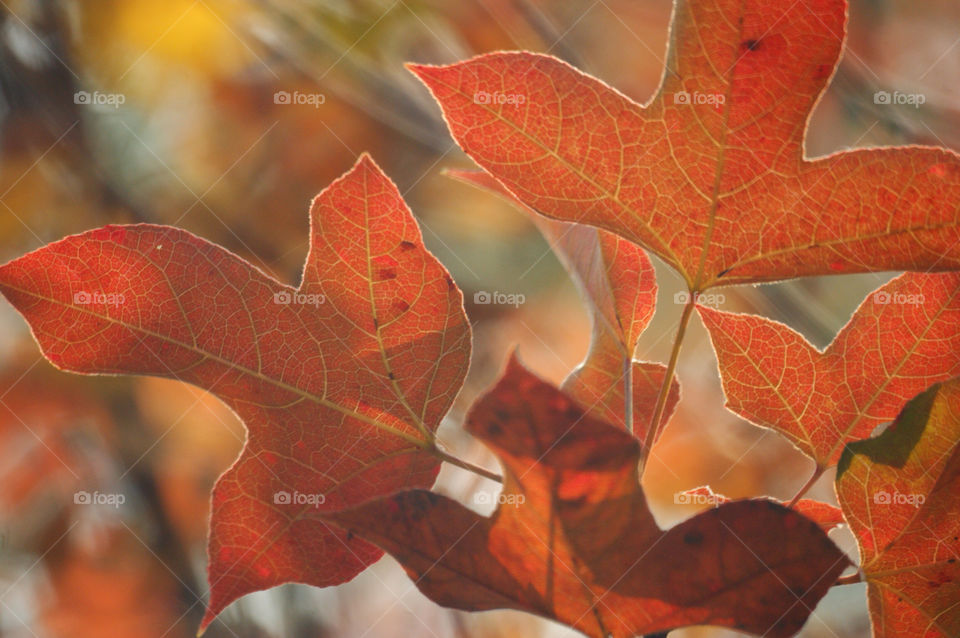 yellow red orange leaf by rosaip