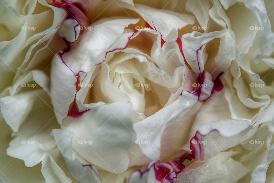 Close-up of blooming peony flower