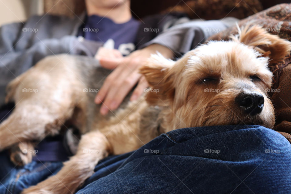 Dog napping on his best friend