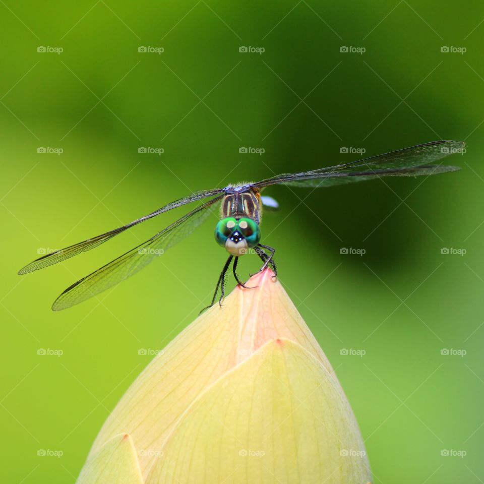 A dragonfly posing and protecting the bud of beautiful waterlily getting ready to bloom. 