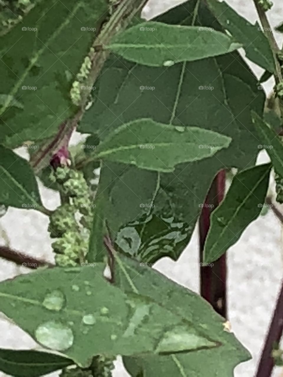 Leafy plant and dew drops