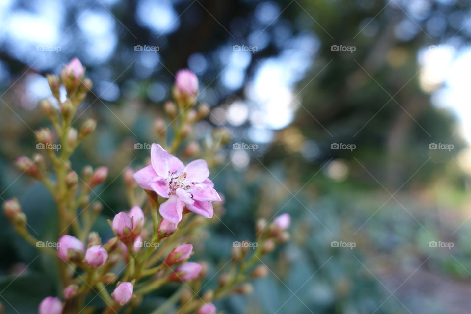 Pink flowers in the garden.
