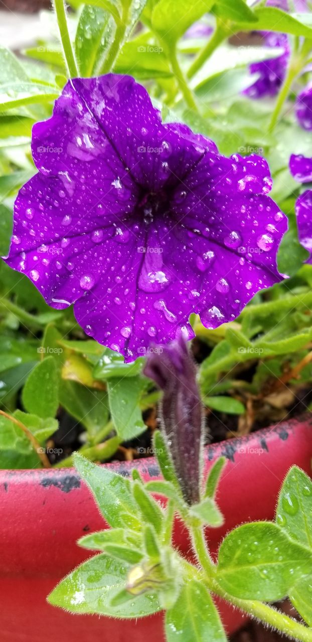 Raindrops on the flowers