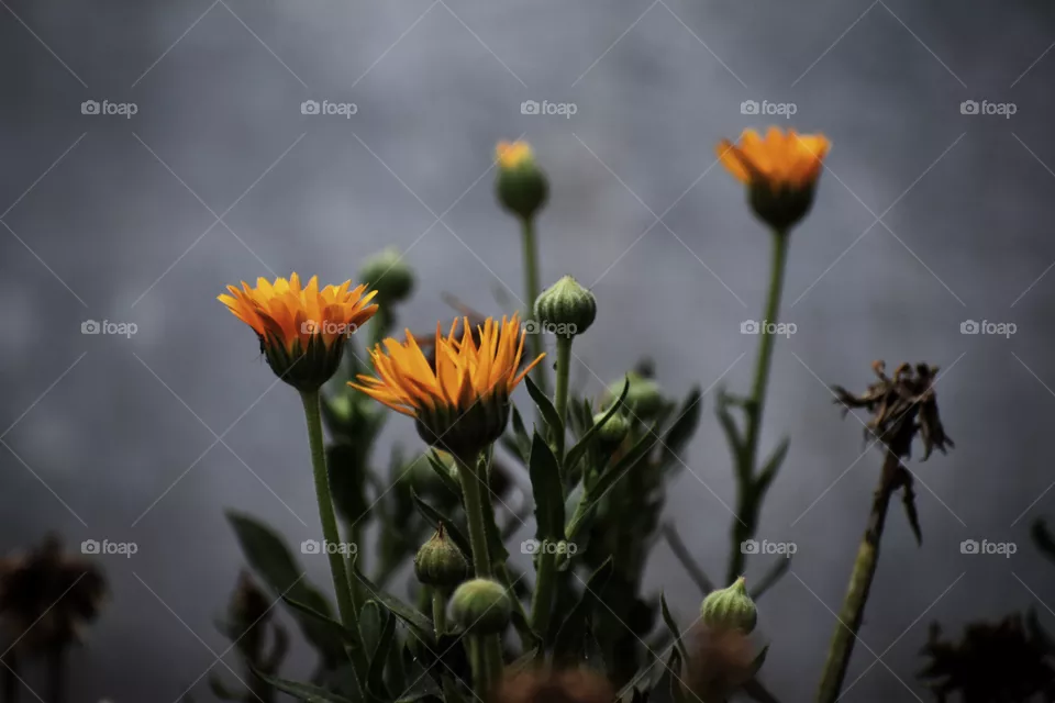 contact for photo