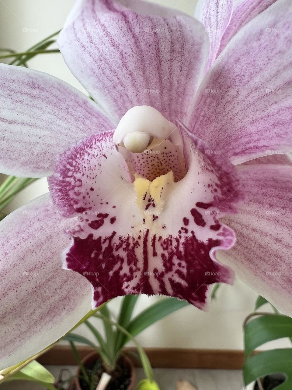 Orquídea malva