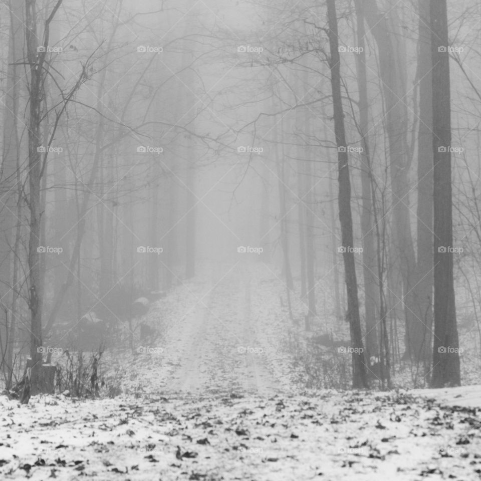 our driveway on a snowy, foggy fall day. fall and Winter collide