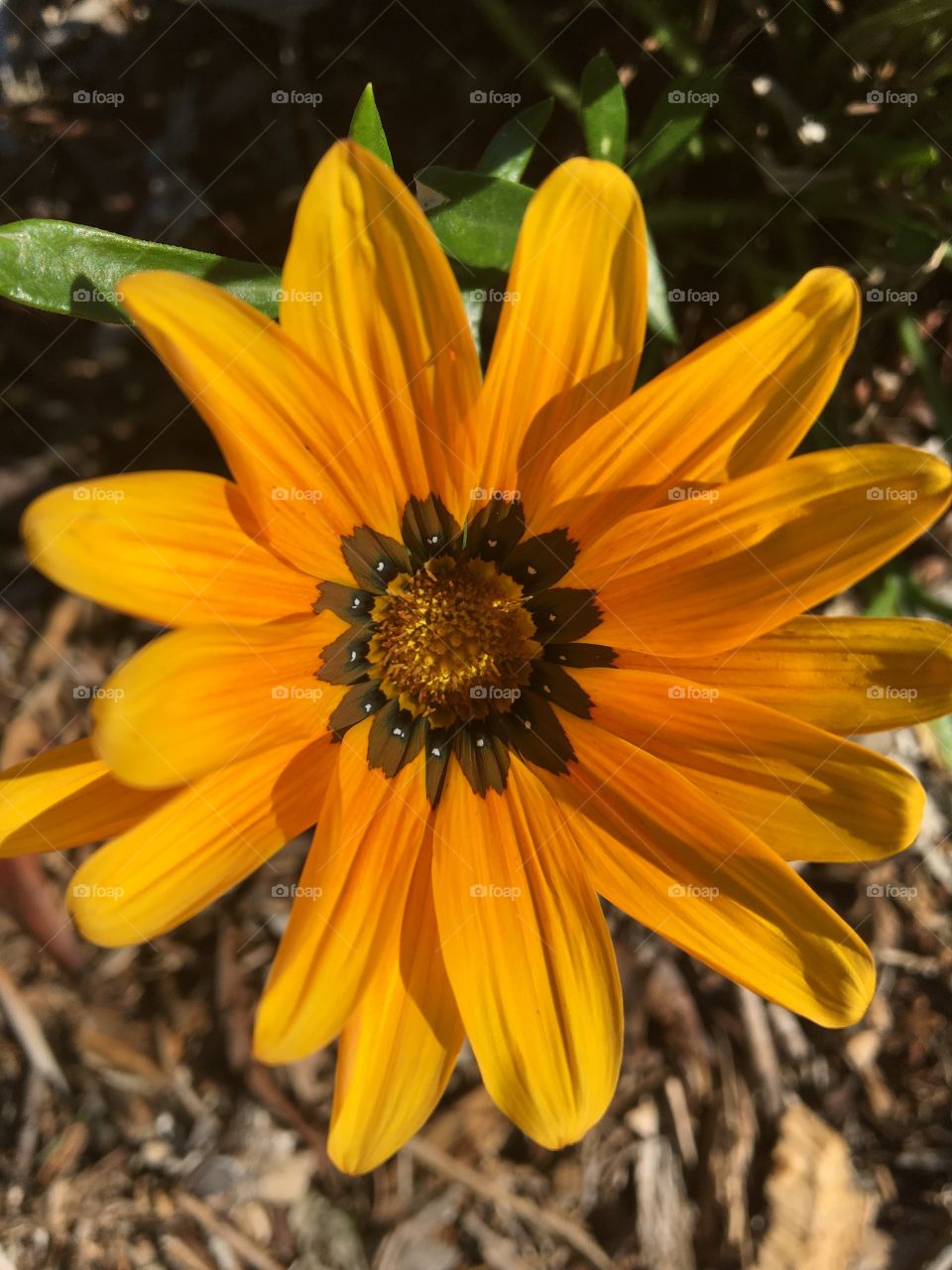 Méditerranean flower