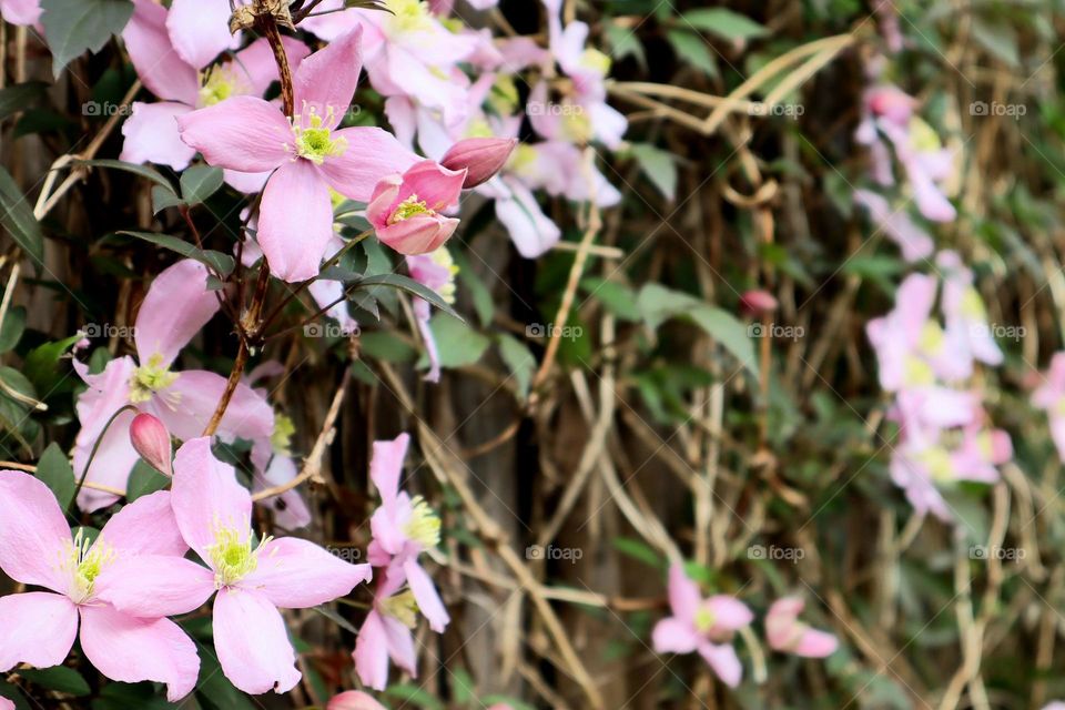 Flowers in spring