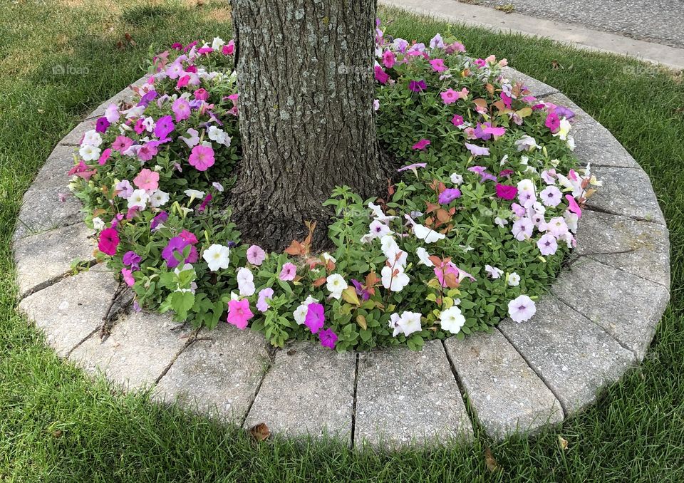 Beautiful Petunias Circling Around The Tree  
