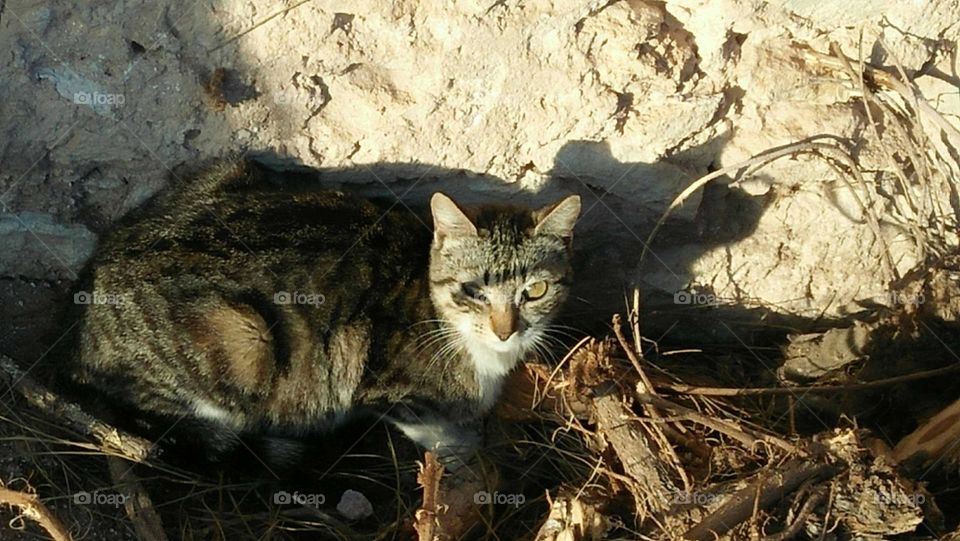 Beautiful cat looking at my camera.