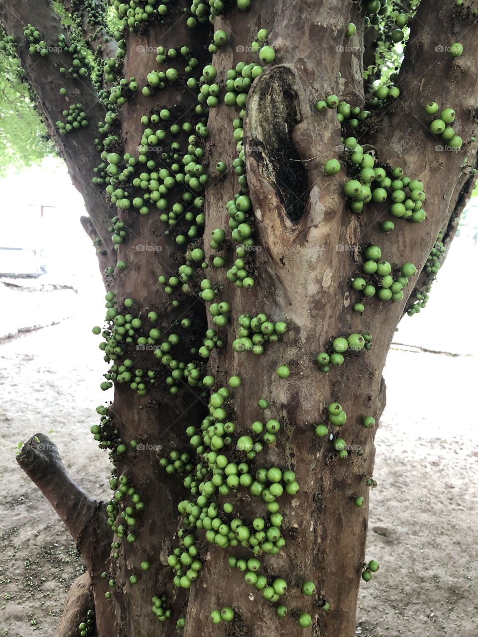 Jabuticaba verde