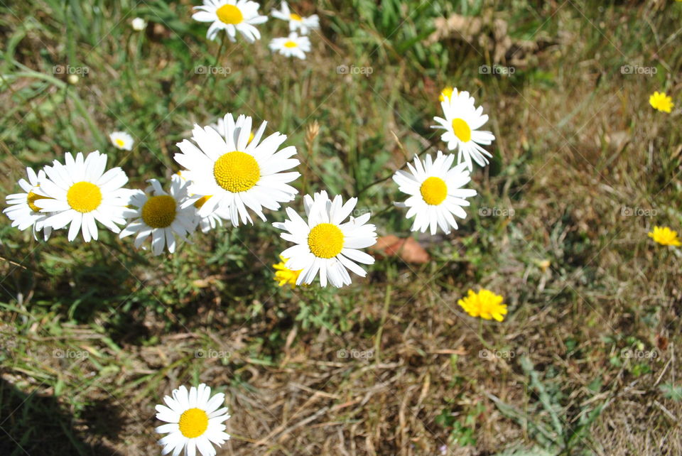 White and yellow daisies in the nature