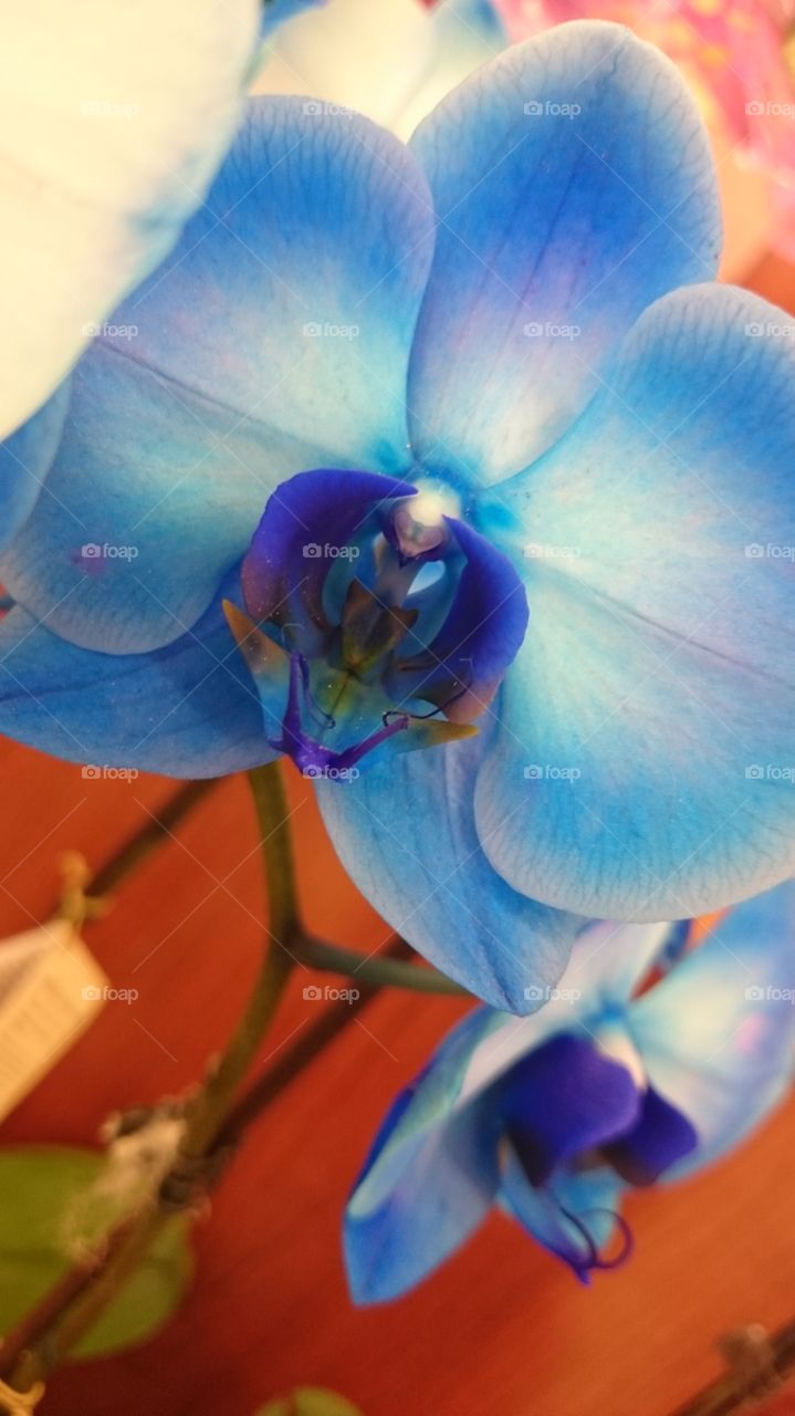 pretty blue bird flower