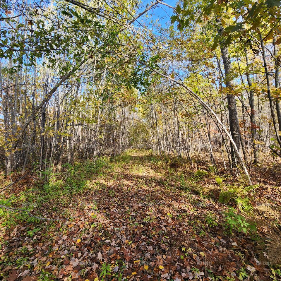 Woodland path