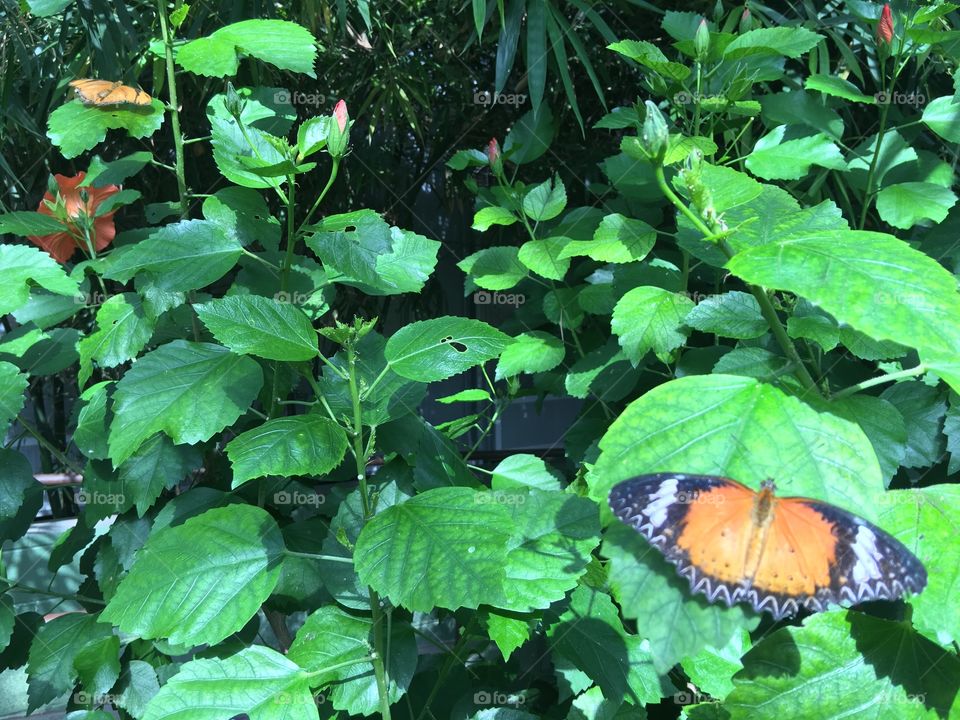 Butterfly and Foliage Background.