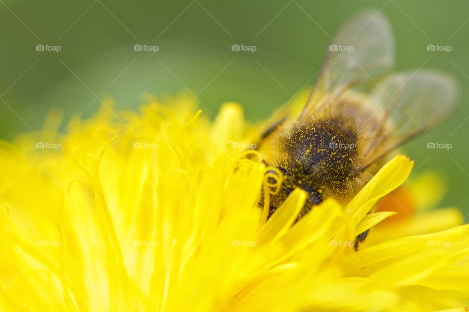 Bee pollinating on yellow flower