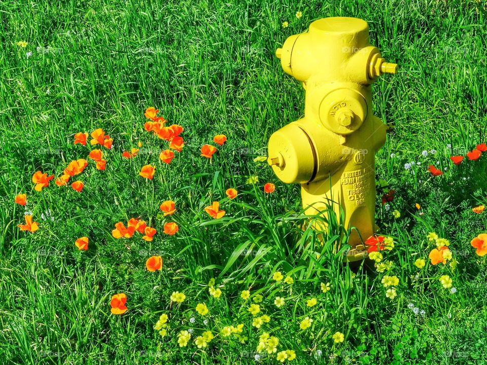 The Most Beautiful Fire Hydrant In The World!. Yellow Fire Hydrant Surrounded By Wild Orange Poppies, Quite Simply The Most Lovely Fire Hydrant In The World