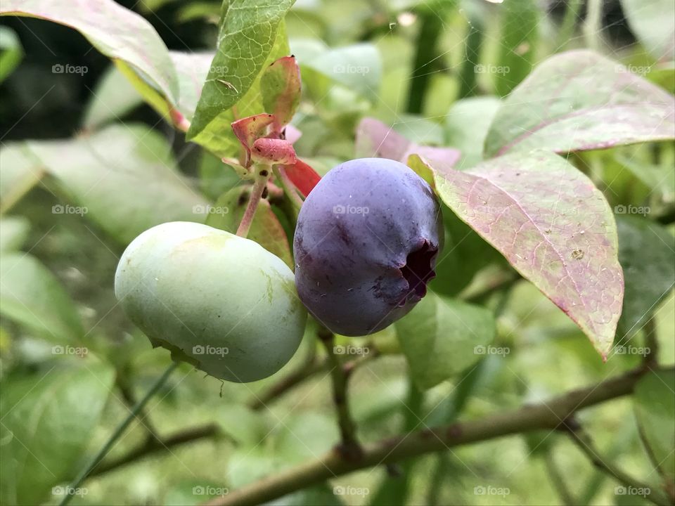 Blue berries 