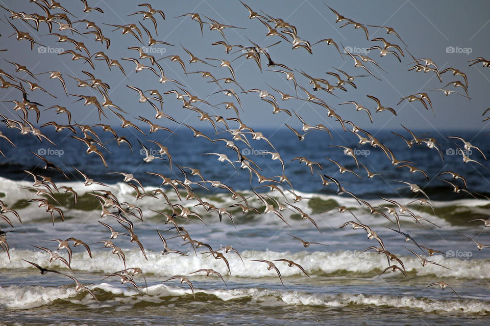 Sanderlings and sandpipers at Plum Island