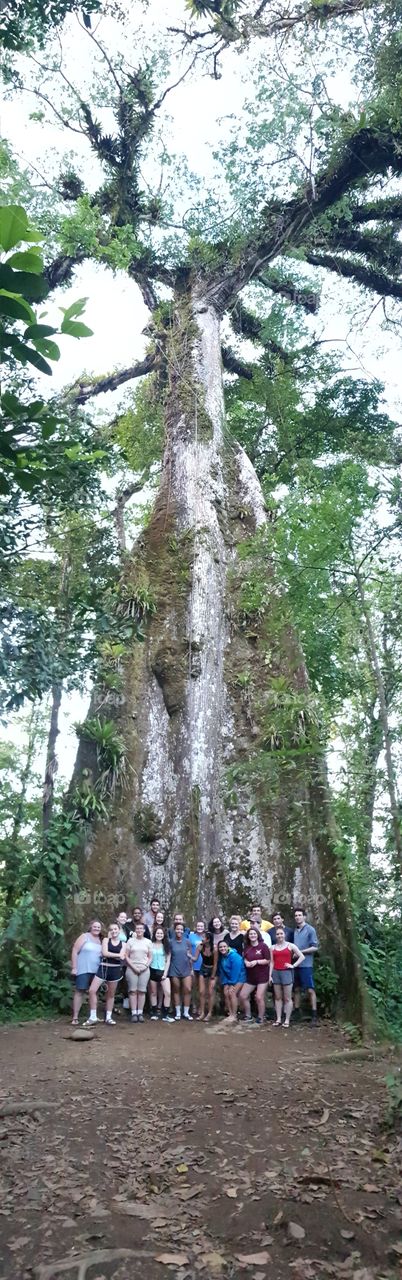 Big Kapok Tree