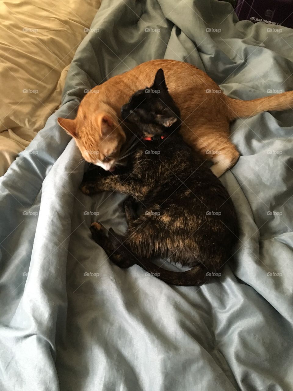 Our two little ones love cuddling and grooming each other!
