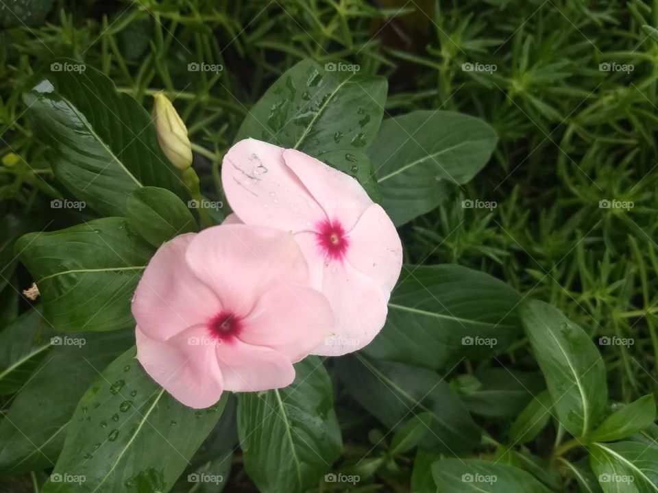 pink flower
