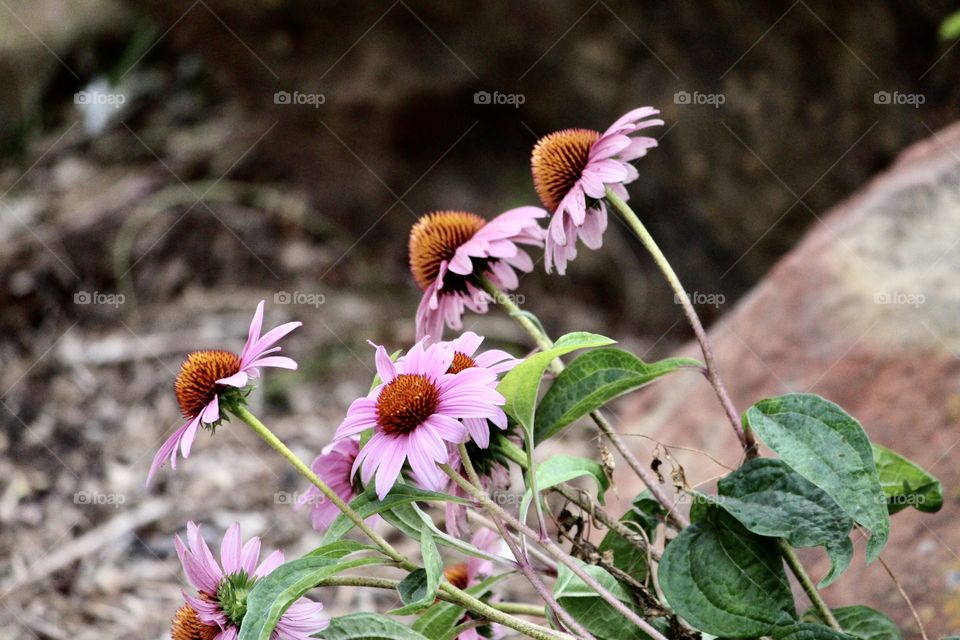 Pink coneflowers 