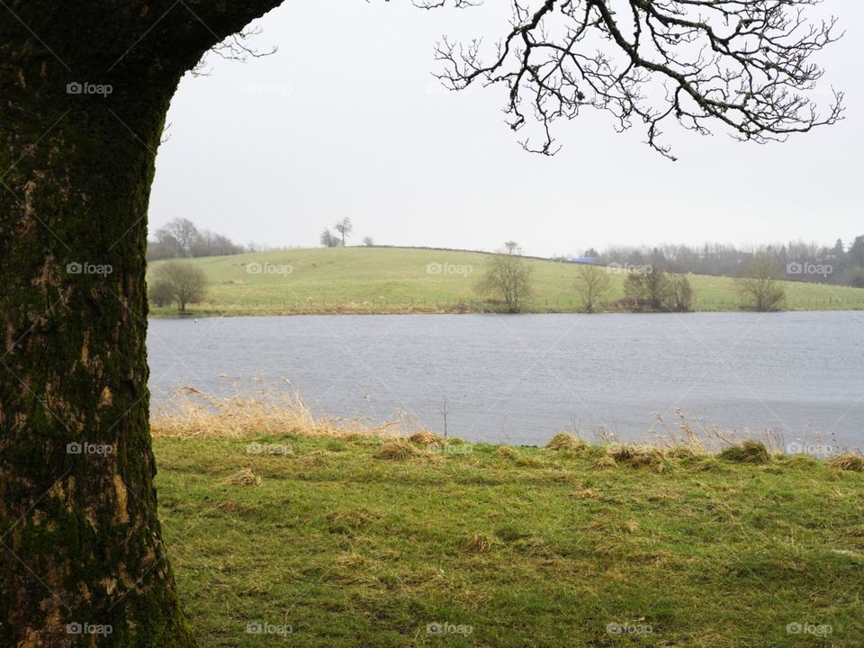 From behind the tree