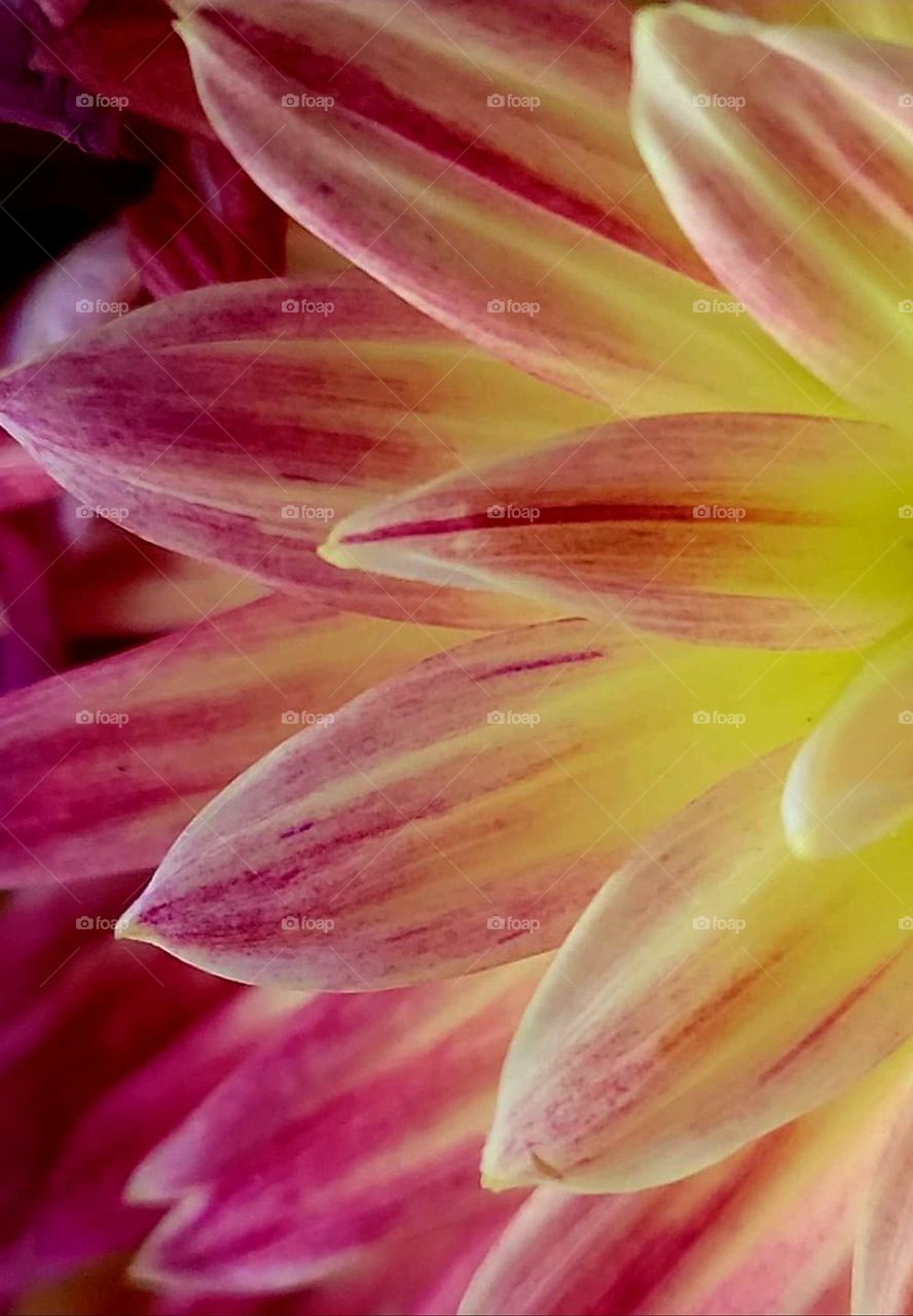 Close up on the bright pink and bright yellow petals of a dahlia