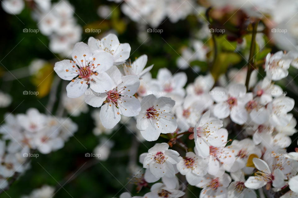 Close-up of white flowers