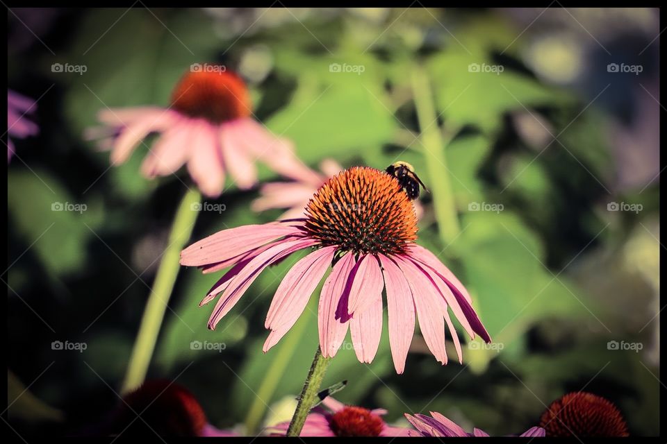 Beautiful flower and bee eating