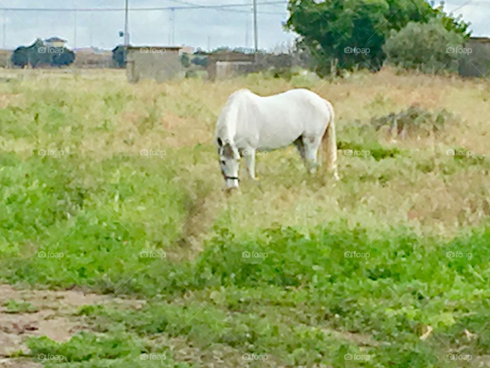 White horse 