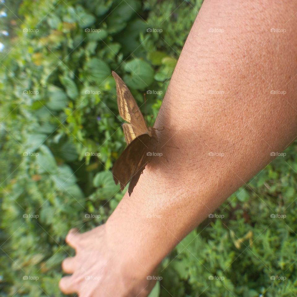 Beautiful butterfly perched on hand