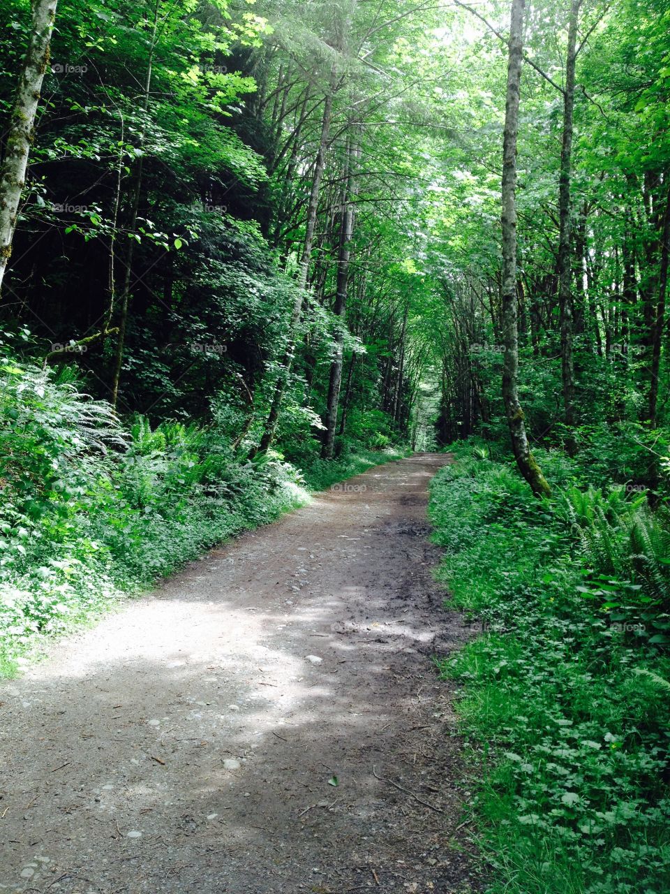 Path. Path into the forest