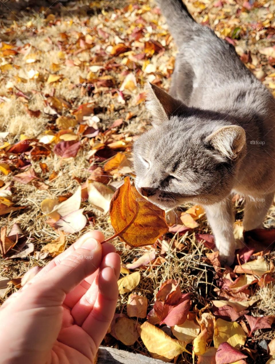 grey cat sniffing a fallen autumn leaf outside in the sun