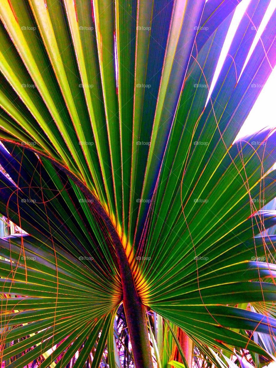 Palm Tree Frond