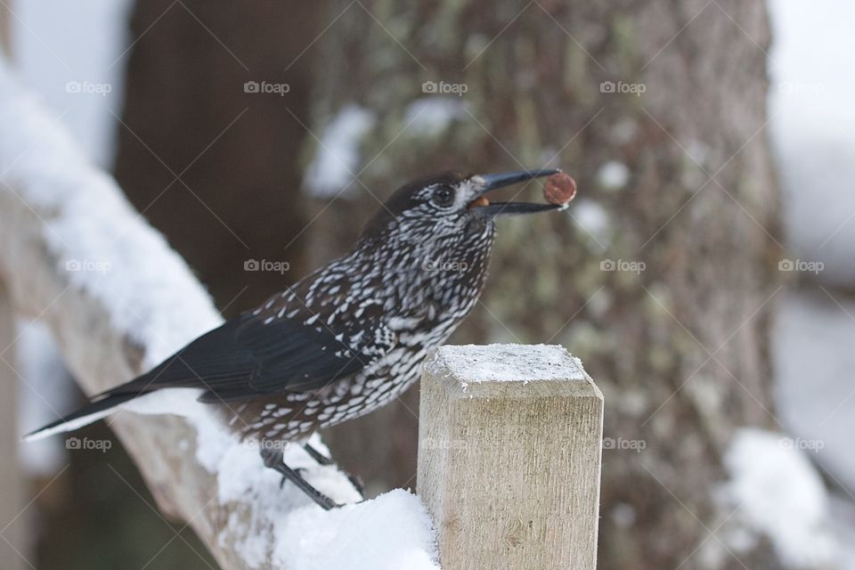 Side view of a eating bird