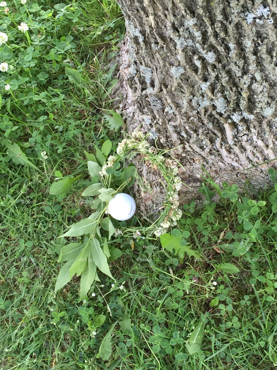 Golf ball ring of leaves