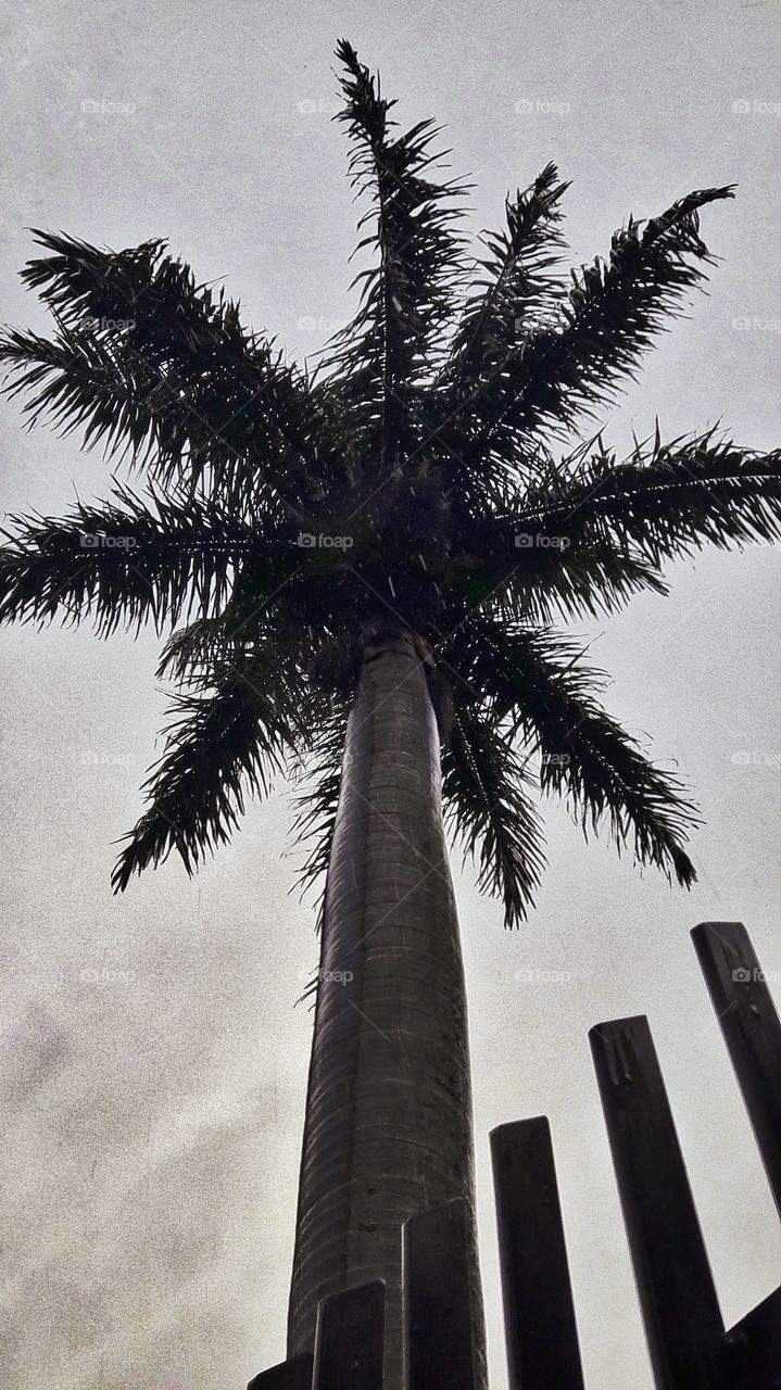 Palm Tree in the city
