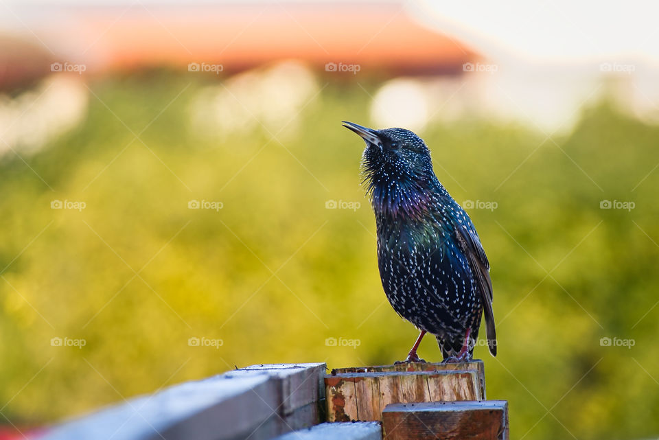 Beautiful bird on a wooden fence