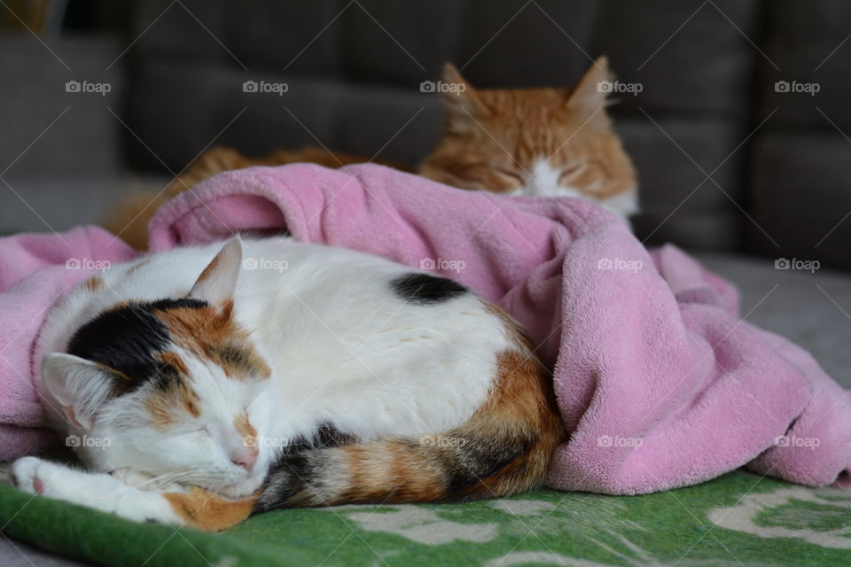 two cats sleep home