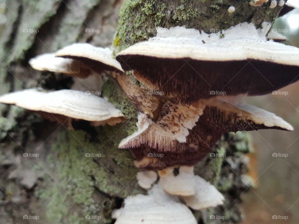 Fungus, Mushroom, Nature, No Person, Wood